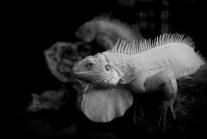 格安SIMとは何が特徴で、どのように選べば良いのか？