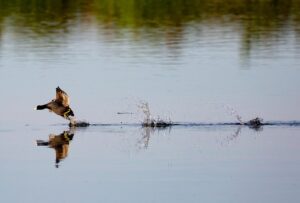 格安スマホセットの選び方とおすすめプランは？