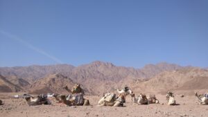 海外でのデータ通信に最適なSIMの選び方は？