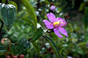 esimと格安SIMの比較でおすすめの選び方は？