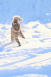 格安SIMの家族向け割引プランはどれがお得？